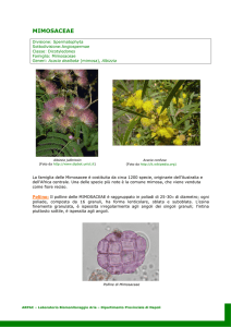 MIMOSACEAE Acacia dealbata (mimosa)