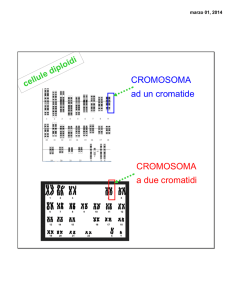 CROMOSOMA a due cromatidi CROMOSOMA ad un cromatide