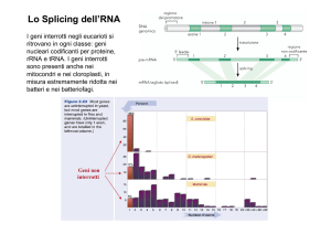 Lo Splicing dell`RNA