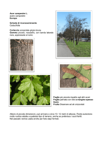 Acer campestre - Pro Loco Sovico