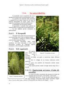 3.6. Le pteridofite 3.6.1. I licopodi 3.6.2. Gli equiseti