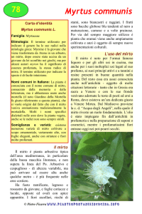 Myrtus communis - Piante spontanee in cucina