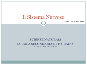 Sistema Nervoso - tutor_scienze / Scienze Naturali