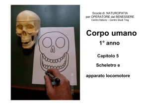 CU1-5 Scheletro 15 - Scuola di Naturopatia