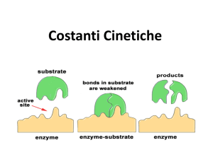 Cinetica-Biochimica2012 Branchini