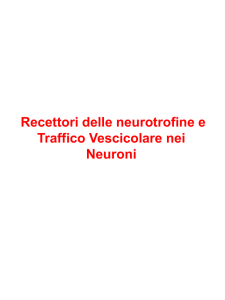 Recettori delle neurotrofine e Traffico Vescicolare nei Neuroni