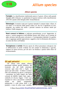 Allium triquetrum - Piante spontanee in cucina