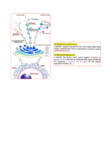 Reticolo endoplasmatico liscio (SER)