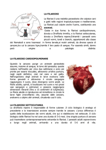 Filariosi - Veterinario - Assisi - Clinica Veterinaria San Francesco