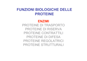 enzima