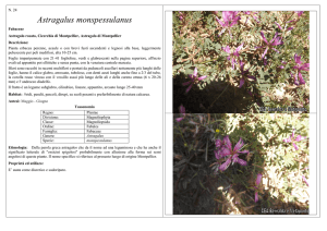 Astragalus monspessulanus - CEA Bernalda e Metaponto
