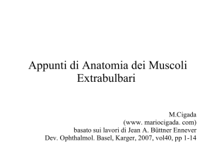Appunti di Anatomia dei Muscoli Extrabulbari