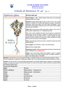 SCHEDA N. 46 Euphrasia alpina