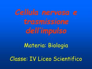 I neuroni Materia: Biologia Classe: IV Liceo Scientifico