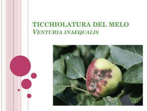 TICCHIOLATURA DEL MELO (Venturia inaequalis)