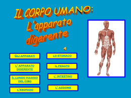 Test di verifica sulla digestione