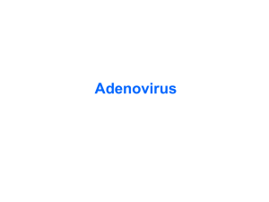 02bisAdenovirus