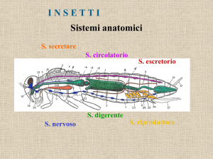 Anatomia degli insetti I - IIS Duca degli Abruzzi Padova