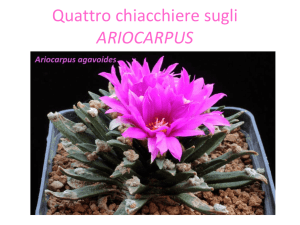 ariocarpus - Cactipedia