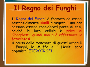 I Vari tipi di Funghi - Scuola secondaria Anna Frank Borgo d`Ale