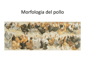 Morfologia del pollo