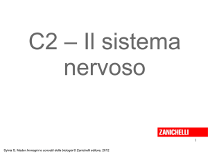 C2 * Il sistema nervoso