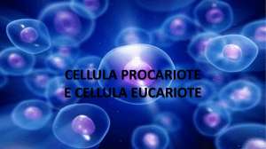 7-cellule procariote e eucariote - Istituto Comprensivo Villapiana