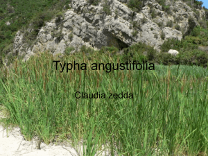 Typha angustifolia - Istituto Comprensivo Statale Quartucciu