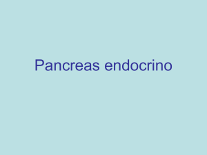 Pancreas endocrino