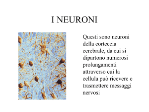 i neuroni - Digilander
