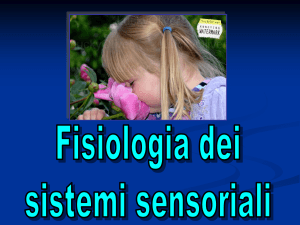 Sistema_sensoriale_parte_1