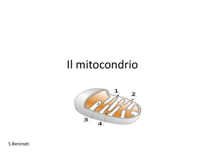 Il mitocondrio