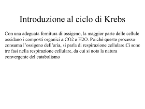 Il ciclo di Krebs
