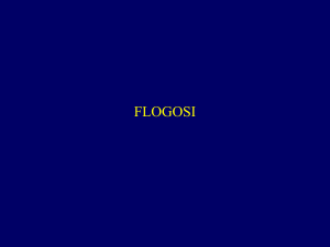 flogosi - Axada Catania