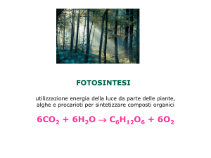 fotosintesi