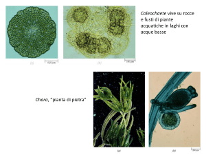 Diapositiva 1 - SCIENZE BIOLOGICHE