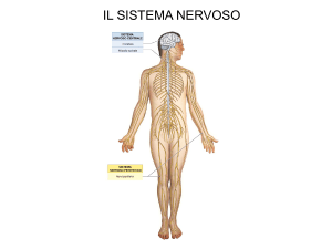 Neuroanatomia 1 File