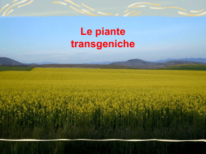 Le piante transgeniche