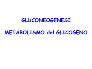 6_gluconeog-_metab_glicog