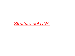 Struttura_del_DNA