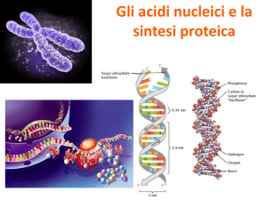 Acidi nucleici e dogma principale della biologia