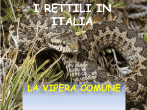 i rettili in italia - scienze della terra