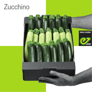 Zucchino - Enza Zaden Italia