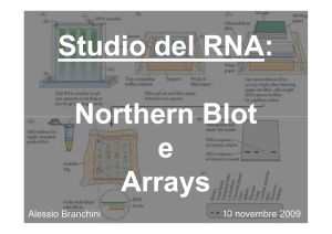 RNA, Northern,Arraysstud09 - Sito dei docenti di Unife