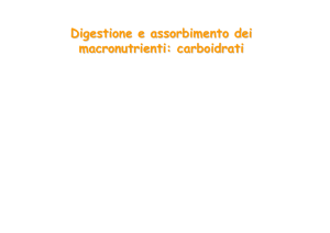 Digestione e assorbimento dei macronutrienti: carboidrati