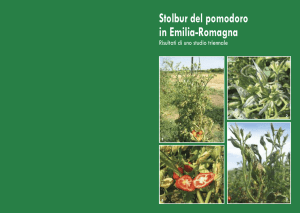 Stolbur del pomodoro in Emilia-Romagna