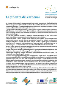 La ginestra dei carbonai - Consorzio di Bonifica dell`Emilia Centrale