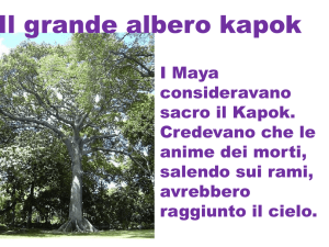 Il grande albero kapok