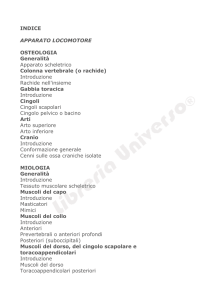 INDICE APPARATO LOCOMOTORE OSTEOLOGIA Generalità