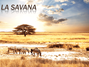 La Savana - profbordo